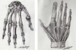 Graphite Hand Anatomy Study